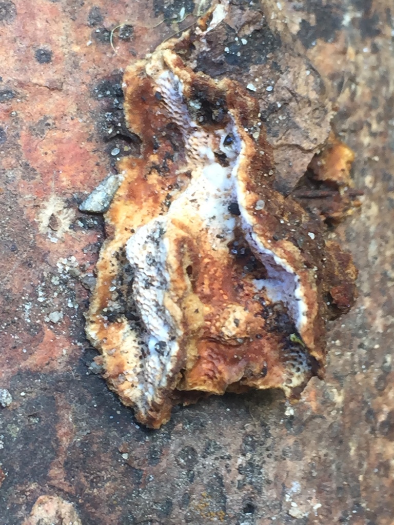 Crassisporus