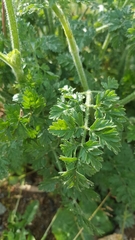 Daucus carota