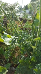 Daucus carota