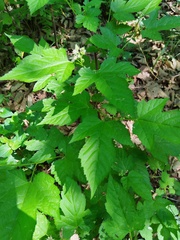 Rubus crataegifolius, photograph (c) Поляков Александр, some rights reserved (CC BY)