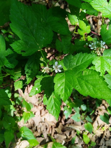 Rubus crataegifolius, photograph 5