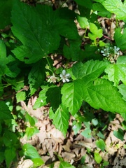Rubus crataegifolius, photograph (c) Поляков Александр, some rights reserved (CC BY)
