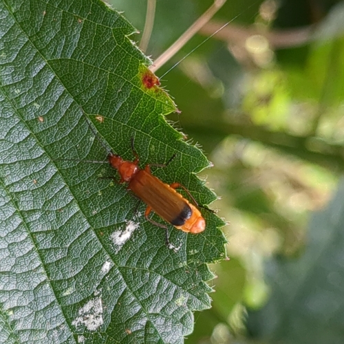 Common Red Soldier Beetle