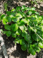 (c) Поляков Александр, some rights reserved (CC BY) Chloranthus quadrifolius, photograph (c) Поляков Александр, some rights reserved (CC BY)