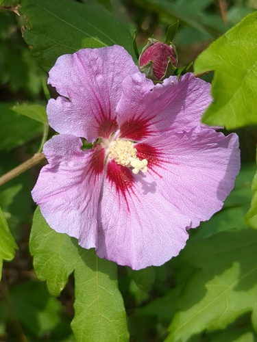 common hibiscus
