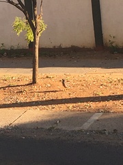 Acridotheres tristis tristis