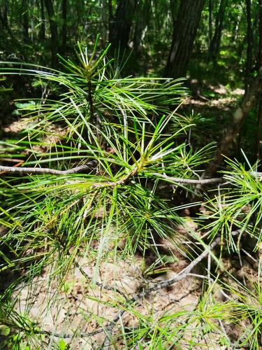 Pinus koraiensis, photograph 2