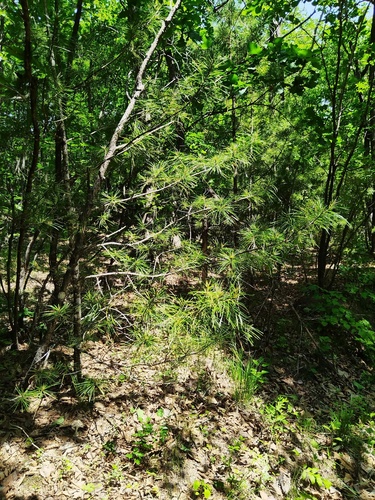 Pinus koraiensis, photograph 3