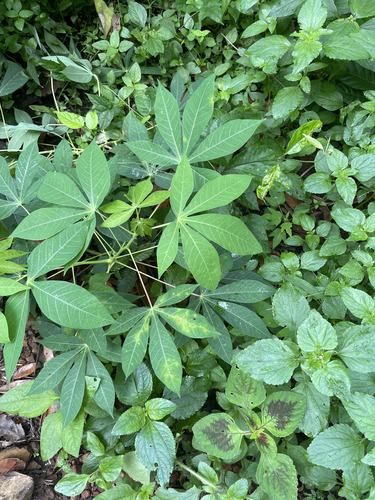 Cassava