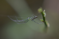 Leucauge
