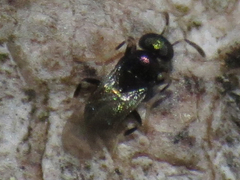 Chalcidoidea