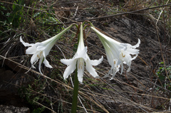 Hippeastrum umabisanum