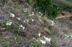 Hippeastrum umabisanum