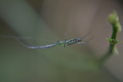 Leucauge