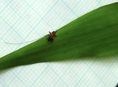 Conocephalus melaenus