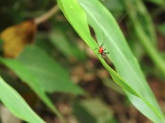 Conocephalus melaenus