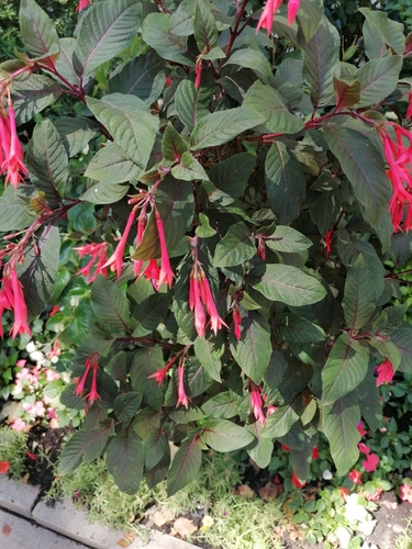 honeysuckle fuchsia