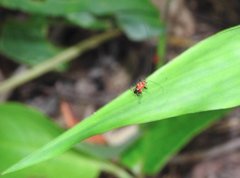 Conocephalus melaenus