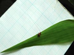 Conocephalus melaenus