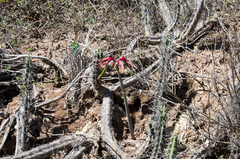 Hippeastrum cybister