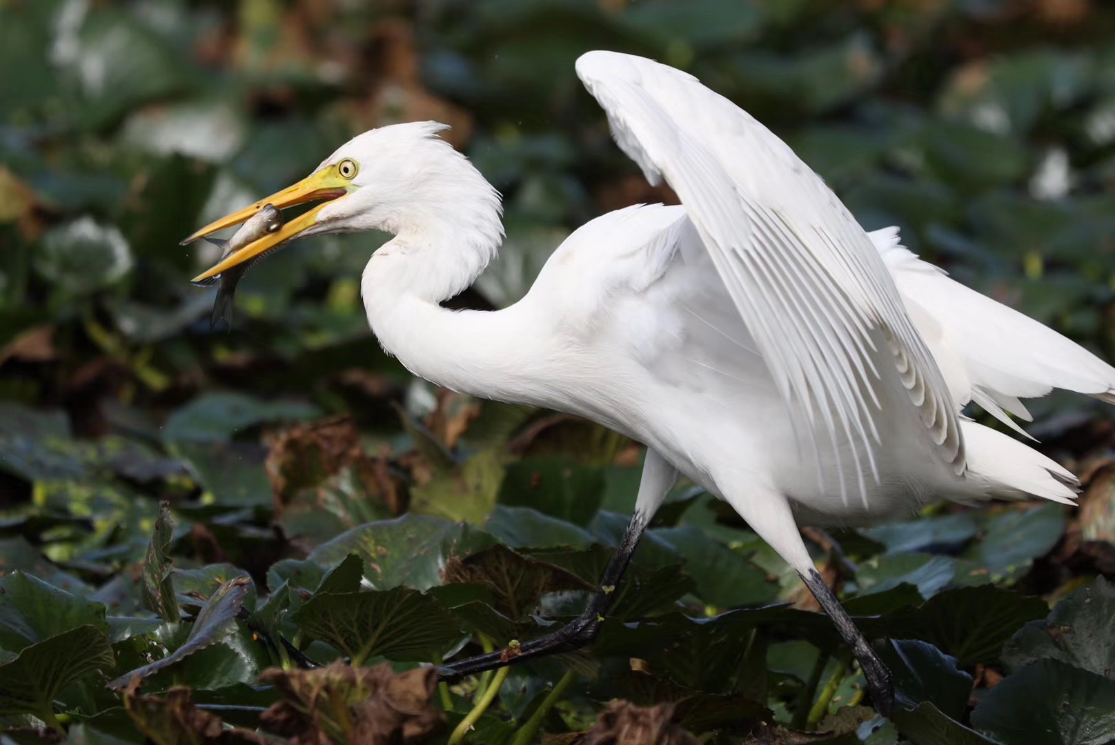 Intermediate Egret, This medium-sized heron in the genus Eg…