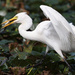 Intermediate Egret - Photo (c) leesz, some rights reserved (CC BY-NC)