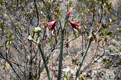 Hippeastrum cybister