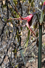 Hippeastrum cybister