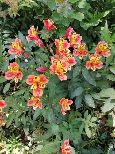 Peruvian Lily