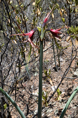 Hippeastrum cybister