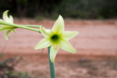 Hippeastrum parodii