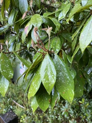 Actinodaphne mushaensis