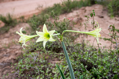 Hippeastrum parodii