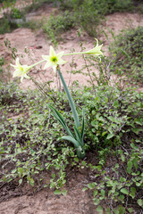 Hippeastrum parodii