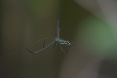 Leucauge