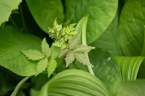 Cardamine leucantha, photograph 4