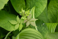 (c) Saryu Mae 前 朝琉, some rights reserved (CC BY) Cardamine leucantha, photograph (c) Saryu Mae 前 朝琉, some rights reserved (CC BY)