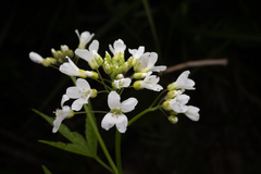 (c) Saryu Mae 前 朝琉, some rights reserved (CC BY) Cardamine leucantha, photograph (c) Saryu Mae 前 朝琉, some rights reserved (CC BY)