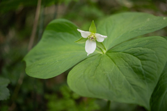 Trillium tschonoskii, photograph (c) Saryu Mae 前 朝琉, some rights reserved (CC BY)