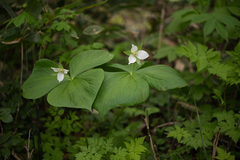 Trillium tschonoskii, photograph (c) Saryu Mae 前 朝琉, some rights reserved (CC BY)