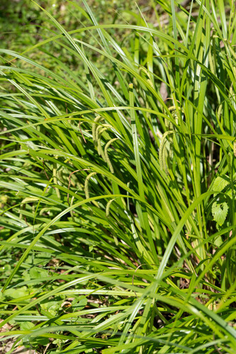 Carex kiotensis iNat (2)