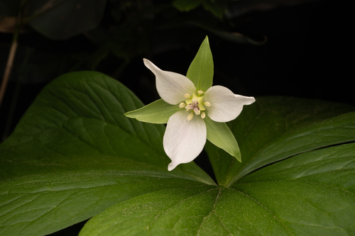 Trillium tschonoskii, photograph 3