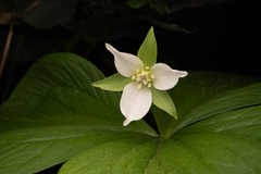 Trillium tschonoskii, photograph (c) Saryu Mae 前 朝琉, some rights reserved (CC BY)