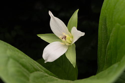 Trillium tschonoskii, photograph 4