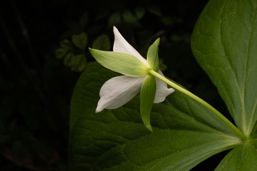Trillium tschonoskii, photograph 2