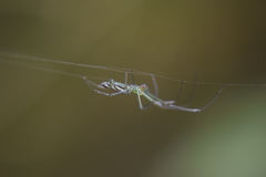 Leucauge