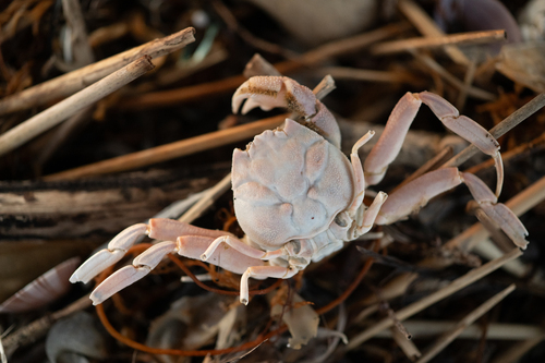 Paradorippe granulata observed 2026-05-29