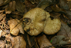 Cantharellus congolensis