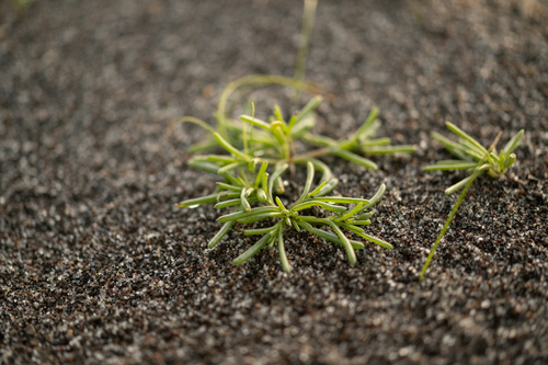 Salsola komarovii, photograph 3
