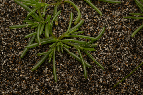 Salsola komarovii, photograph 2